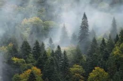 O imagine care conține n aer liber, ceață, Păduri de conifere tropicale și subtropicale, nor

Descriere generată automat